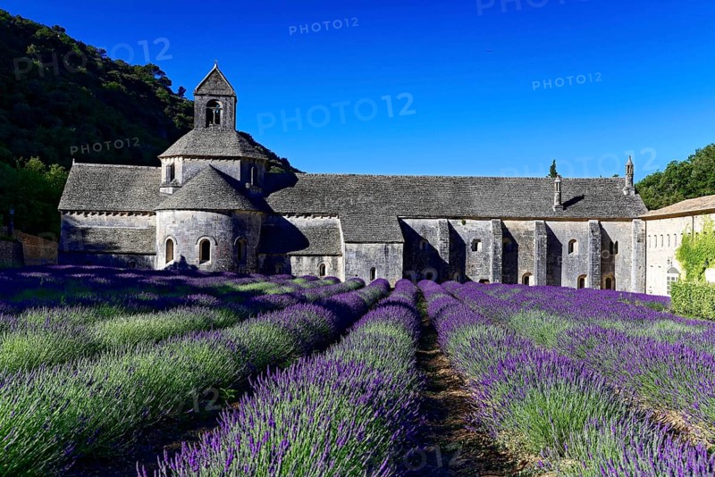 Picturesque monastery with a rich carpet of lavender flowers under a clear blue sky, Cistercian abbey Abbaye Notre-Dame de Sénanque, with lavender field, Vaucluse, Provence, Provence-Alpes-Côte d'Azur, France, Europe, Stone monastery with lavender field in the foreground under a blue sky, Département Alpes-de-Haute-Provence, Region Provence-Alpes-Côte dAzur, South of France, No AI