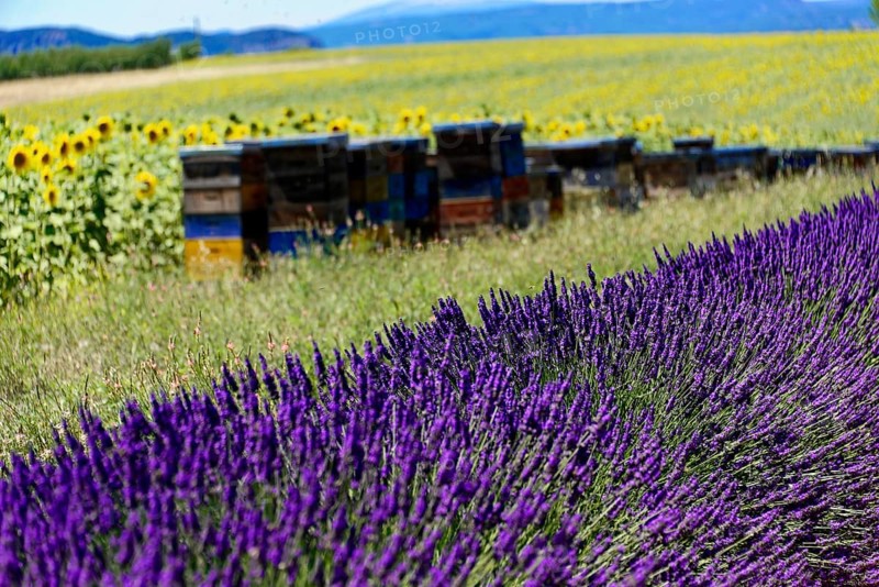 Lush lavender fields next to colourful beehives and bright sunflowers, Provence, Département Alpes-de-Haute-Provence, Region Provence-Alpes-Côte dAzur, South of France, France, Europe, No AI