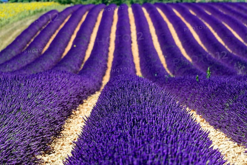 Rows of flowering lavender under a bright blue sky, Flowering lavender field (Lavandula angustifolia), Plateau de Valensole, Provence, Purple lavender in orderly rows across a field, impressive colours and textures, Département Alpes-de-Haute-Provence, Region Provence-Alpes-Côte dAzur, South of France, France, Europe, No AI