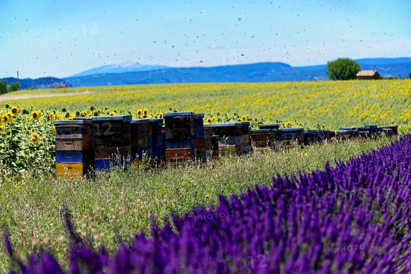 Lavender field in front of beehives and sunflowers, embedded in a mountain landscape, Provence, Département Alpes-de-Haute-Provence, Region Provence-Alpes-Côte dAzur, South of France, France, Europe, No AI