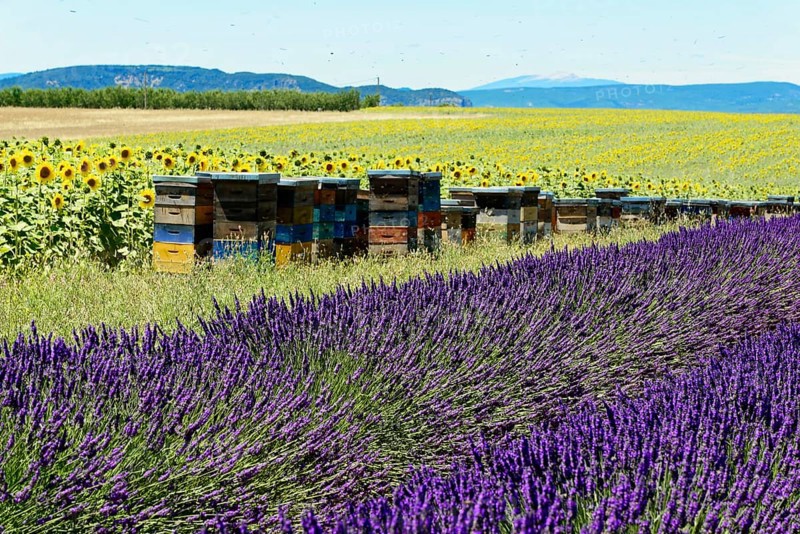Beehives between lavender and sunflower fields in a summer setting, Provence, Département Alpes-de-Haute-Provence, Region Provence-Alpes-Côte dAzur, South of France, France, Europe, No AI