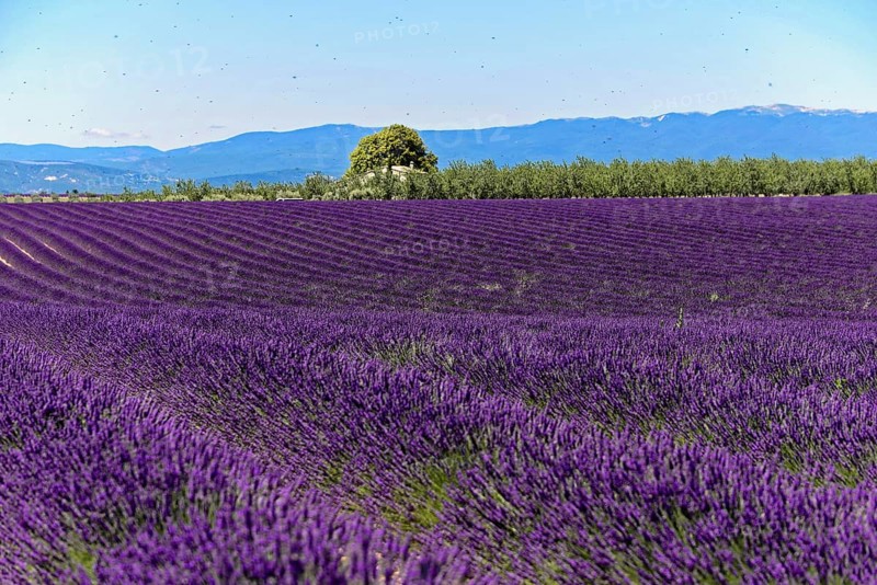 Rows of blooming lavender under a bright blue sky, Blooming lavender field (Lavandula angustifolia), Plateau de Valensole, Provence, Purple lavender field with mountain backdrop and tree in wide nature, Département Alpes-de-Haute-Provence, Region Provence-Alpes-Côte dAzur, South of France, France, Europe, No AI