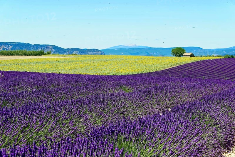 Rows of blooming lavender under a bright blue sky, Blooming lavender field (Lavandula angustifolia), Plateau de Valensole, Provence, Yellow and purple field with mountain view under blue sky, Département Alpes-de-Haute-Provence, Region Provence-Alpes-Côte dAzur, South of France, France, Europe, No AI