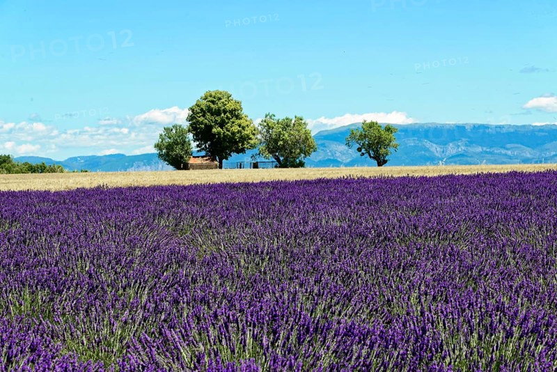 Rows of blooming lavender under a bright blue sky, Blooming lavender field (Lavandula angustifolia), Plateau de Valensole, Provence, A vast lavender field under a clear blue sky, surrounded by trees and mountains, Département Alpes-de-Haute-Provence, Region Provence-Alpes-Côte dAzur, South of France, France, Europe, No AI