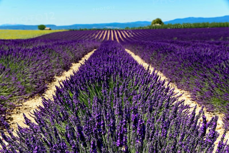 Rows of blooming lavender under a bright blue sky, Blooming lavender field (Lavandula angustifolia), Plateau de Valensole, Provence, Sprawling lavender field under a clear sky in a rural setting, Département Alpes-de-Haute-Provence, Region Provence-Alpes-Côte dAzur, South of France, France, Europe, No AI