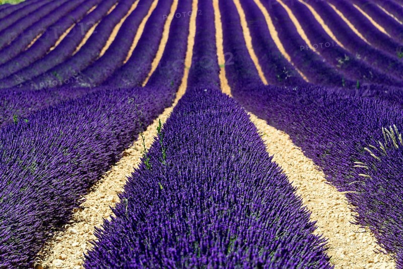Rows of flowering lavender under a bright blue sky, Flowering lavender field (Lavandula angustifolia), Plateau de Valensole, Provence, Regular rows of lavender bushes, an aesthetically pleasing arrangement, Département Alpes-de-Haute-Provence, Region Provence-Alpes-Côte dAzur, South of France, France, Europe, No AI