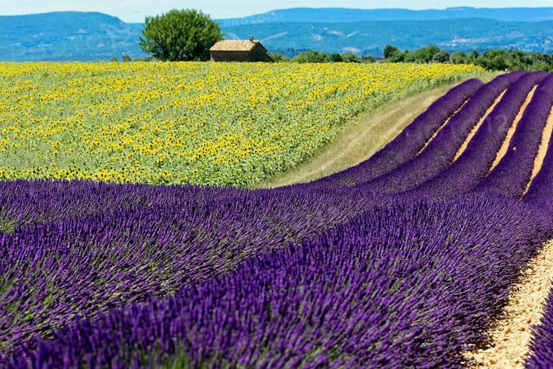 Waves of lavender and sunflowers against a mountain backdrop, a house in the centre, Provence, Département Alpes-de-Haute-Provence, Provence region Rows of blooming lavender under a bright blue sky, Blooming lavender field (Lavandula angustifolia), Plateau de Valensole, Alpes-Côte dAzur, South of France, France, Europe, No AI