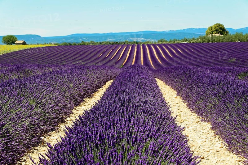 Rows of flowering lavender under a bright blue sky, Flowering lavender field (Lavandula angustifolia), Plateau de Valensole, Provence, Lavender in straight rows stretches in a summer landscape, Département Alpes-de-Haute-Provence, Region Provence-Alpes-Côte dAzur, South of France, France, Europe, No AI