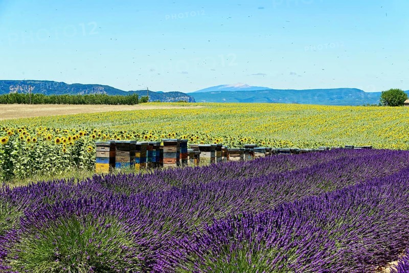 Rows of blooming lavender under a bright blue sky, Blooming lavender field (Lavandula angustifolia), Plateau de Valensole, Provence, Beehives between lavender and sunflower fields in a picturesque landscape, Département Alpes-de-Haute-Provence, Region Provence-Alpes-Côte dAzur, South of France, France, Europe, No AI
