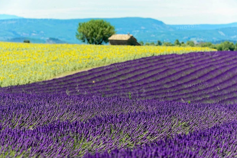Rows of blooming lavender under a bright blue sky, Blooming lavender field (Lavandula angustifolia), Plateau de Valensole, Provence, Purple lavender fields spread out in front of sunflowers and a distant house, Département Alpes-de-Haute-Provence, Region Provence-Alpes-Côte dAzur, South of France, France, Europe, No AI
