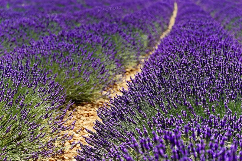 Close-up of a path through a dense lavender field in daylight, Provence, Département Alpes-de-Haute-Provence, Region Provence-Alpes-Côte dAzur, South of France, France, Europe, No AI