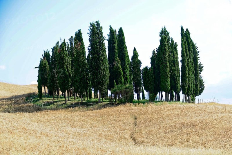 A group of cypress trees stands on a hill surrounded by golden grasses, south of Pienza, Tuscany, Italy