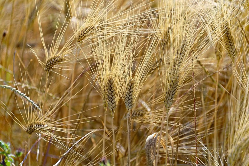Close-up of golden ears of wheat in the field, shining in the sun, south of Pienza, Tuscany, Italy
