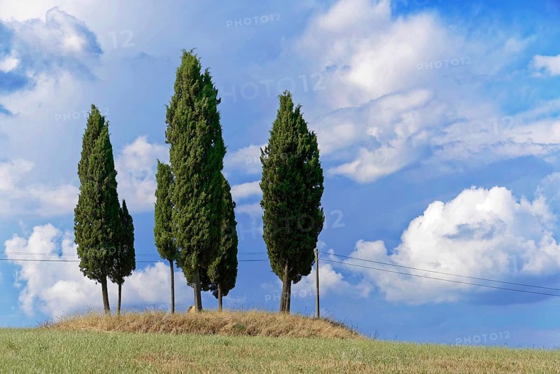 Three cypress trees on a hill under a blue sky with white clouds, south of Pienza, Tuscany, Italy