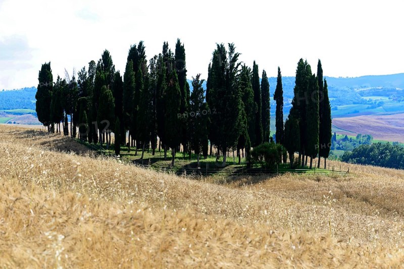 A group of cypress trees stands on a hill with golden fields in the foreground, south of Pienza, Tuscany, Italy
