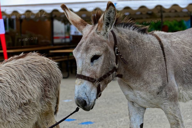 Two donkeys with halters stand at a fair in front of a tent, Provence, Département Alpes-de-Haute-Provence, Region Provence-Alpes-Côte dAzur, South of France, France, Europe, No AI