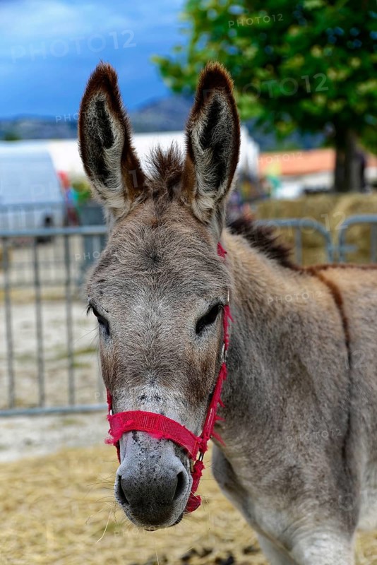 Grey donkey with red halter standing in front of a fence outside, Provence, Département Alpes-de-Haute-Provence, Region Provence-Alpes-Côte dAzur, South of France, France, Europe, No AI