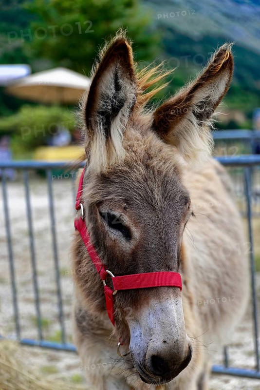 Donkey portrait with red halter, in the foreground is the farm fence, Provence, Département Alpes-de-Haute-Provence, Region Provence-Alpes-Côte dAzur, South of France, France, Europe, No AI