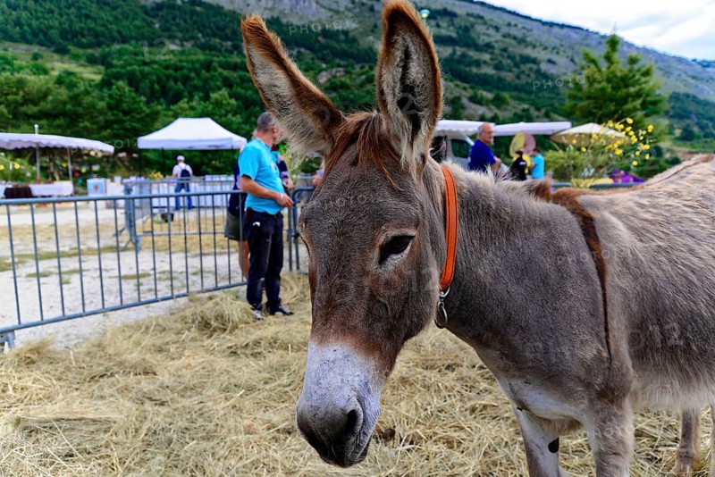 Donkey on a farm, surrounded by a rural landscape and visitors, Provence, Département Alpes-de-Haute-Provence, Region Provence-Alpes-Côte dAzur, South of France, France, Europe, No AI