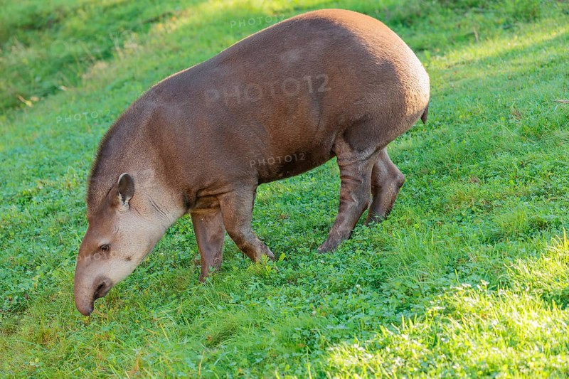 A South American tapir (Tapirus terrestris) runs across a green meadow, looking for food. Captive