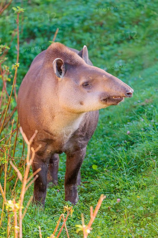 A South American tapir (Tapirus terrestris) runs through the undergrowth at the edge of the forest in search of food. Captive