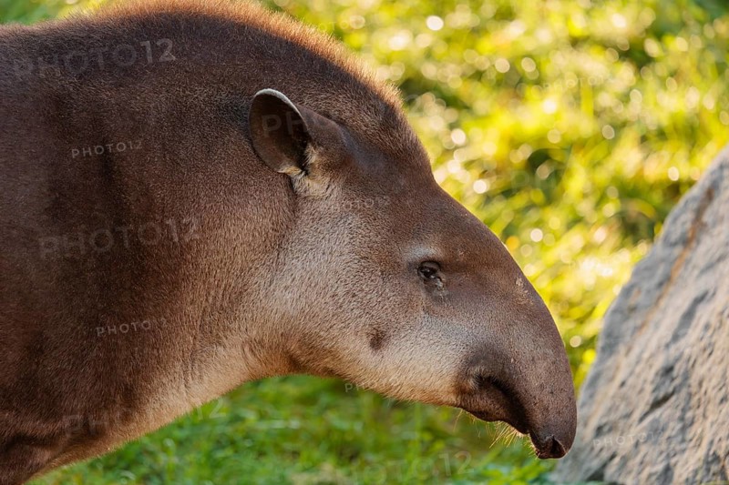 Portrait of a male South American tapir (Tapirus terrestris). Captive