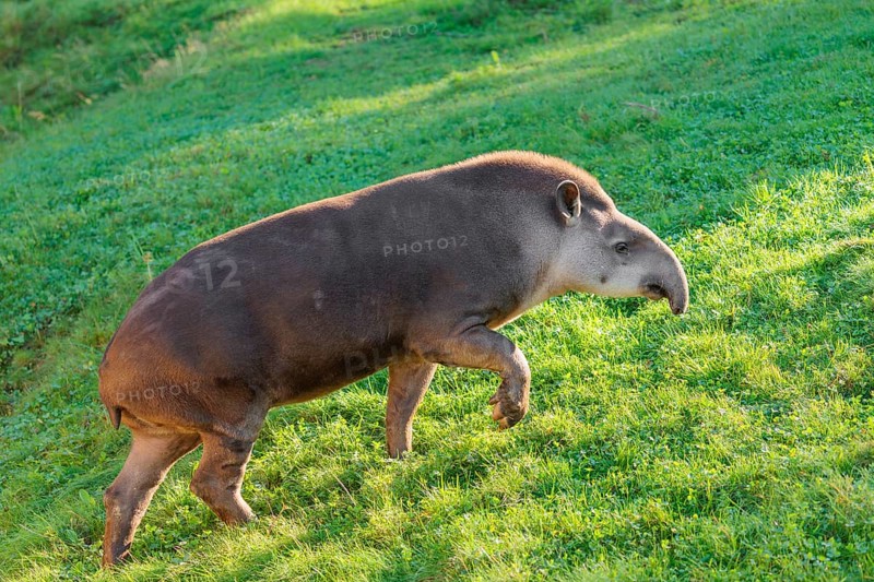 A South American tapir (Tapirus terrestris) runs across a green meadow, looking for food. Captive