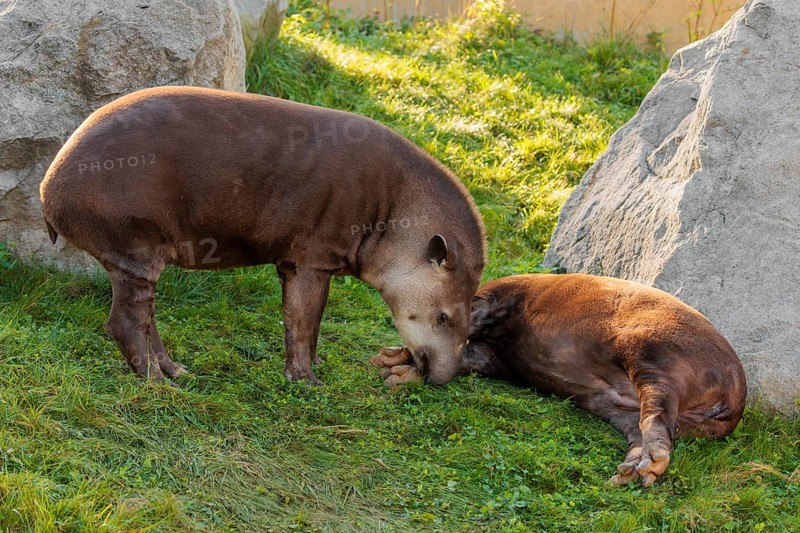 A male South American tapir (Tapirus terrestris) sniffs a female lying in a clearing. Captive