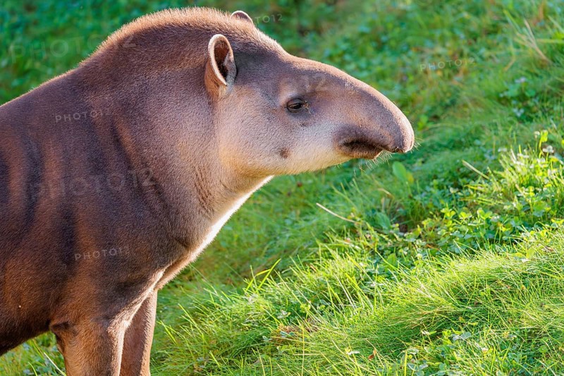 Portrait of a male South American tapir (Tapirus terrestris). Captive