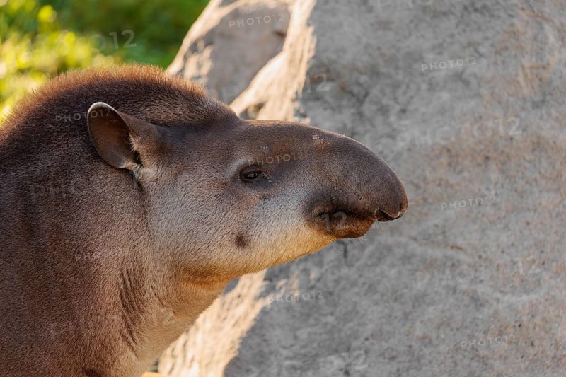 Portrait of a male South American tapir (Tapirus terrestris). Captive