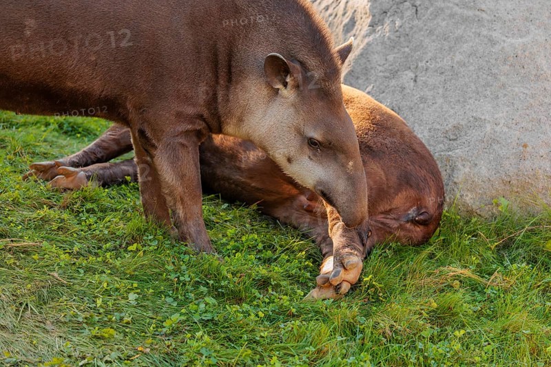 A male South American tapir (Tapirus terrestris) sniffs a female lying in a clearing. Captive