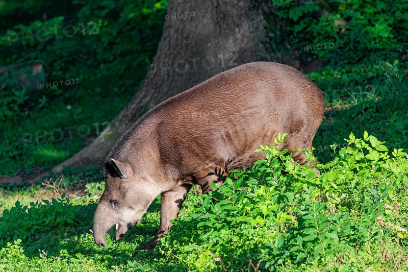 A South American tapir (Tapirus terrestris) runs through the undergrowth at the edge of the forest in search of food. Captive