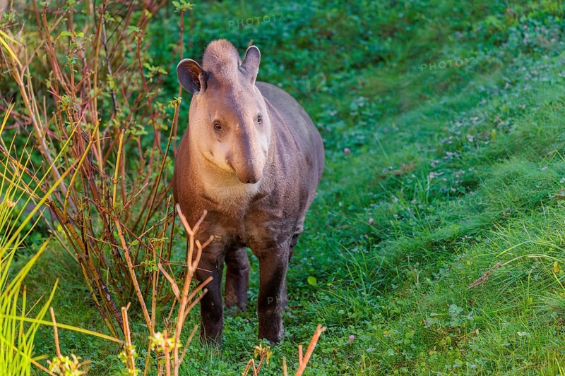 A South American tapir (Tapirus terrestris) runs through the undergrowth at the edge of the forest in search of food. Captive