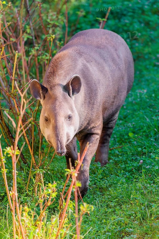 A South American tapir (Tapirus terrestris) runs through the undergrowth at the edge of the forest in search of food. Captive