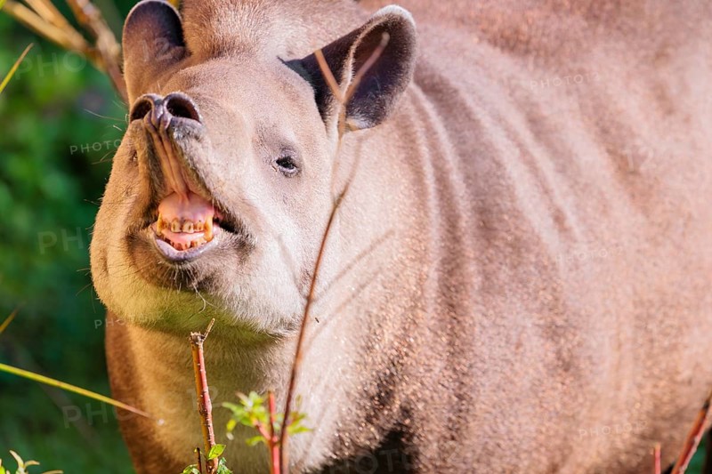 A male South American tapir (Tapirus terrestris) displays flehmen in a clearing. Captive
