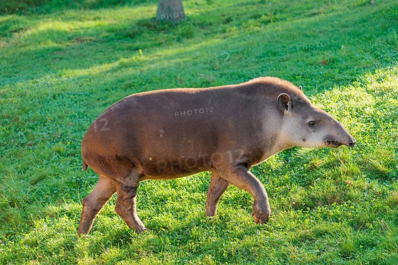 A South American tapir (Tapirus terrestris) runs across a green meadow, looking for food. Captive