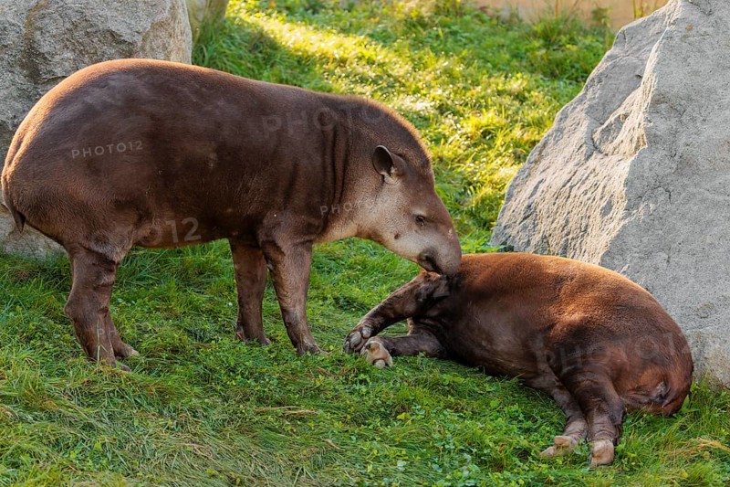 A male South American tapir (Tapirus terrestris) sniffs a female lying in a clearing. Captive