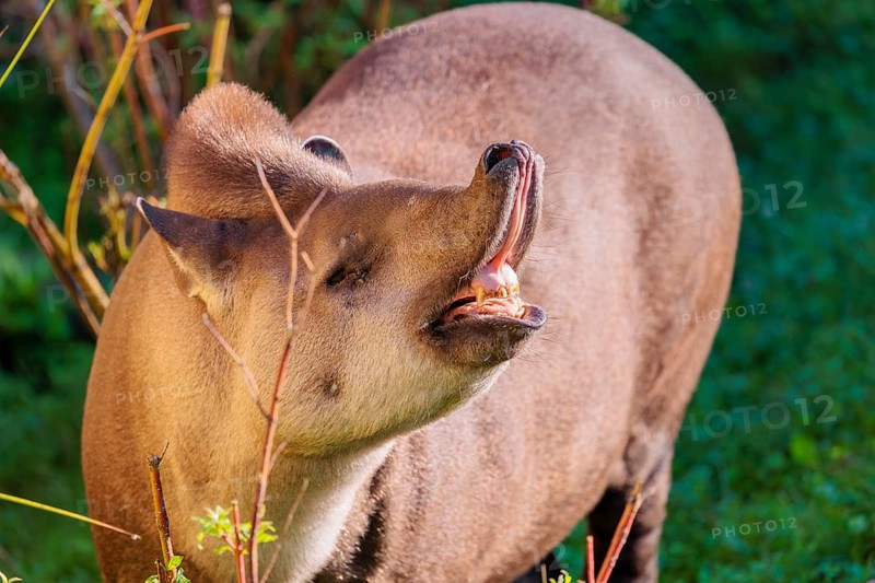 A male South American tapir (Tapirus terrestris) displays flehmen in a clearing. Captive