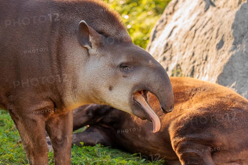 A male South American tapir (Tapirus terrestris) stands yawning in a clearing. Captive