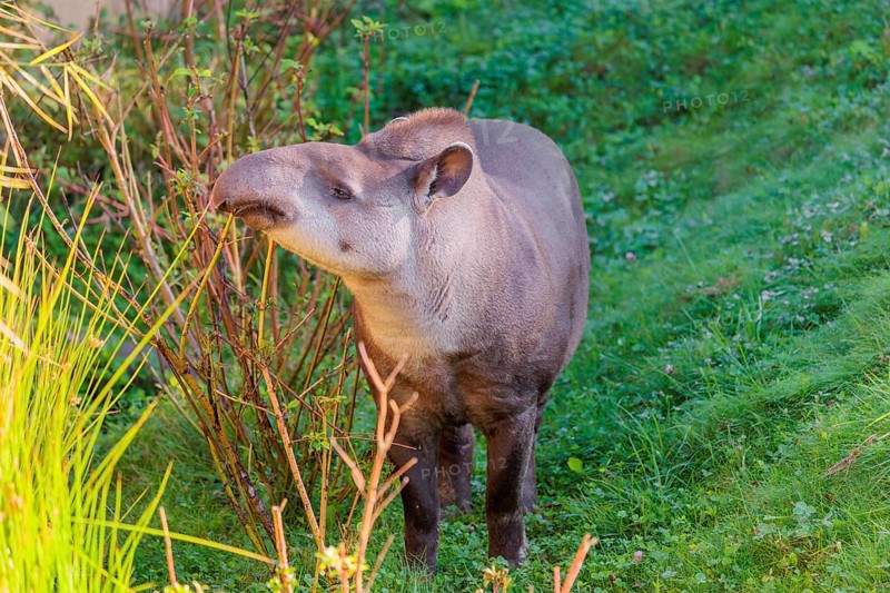 A South American tapir (Tapirus terrestris) runs through the undergrowth at the edge of the forest in search of food. Captive