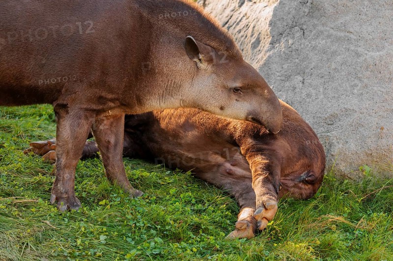 A male South American tapir (Tapirus terrestris) sniffs a female lying in a clearing. Captive