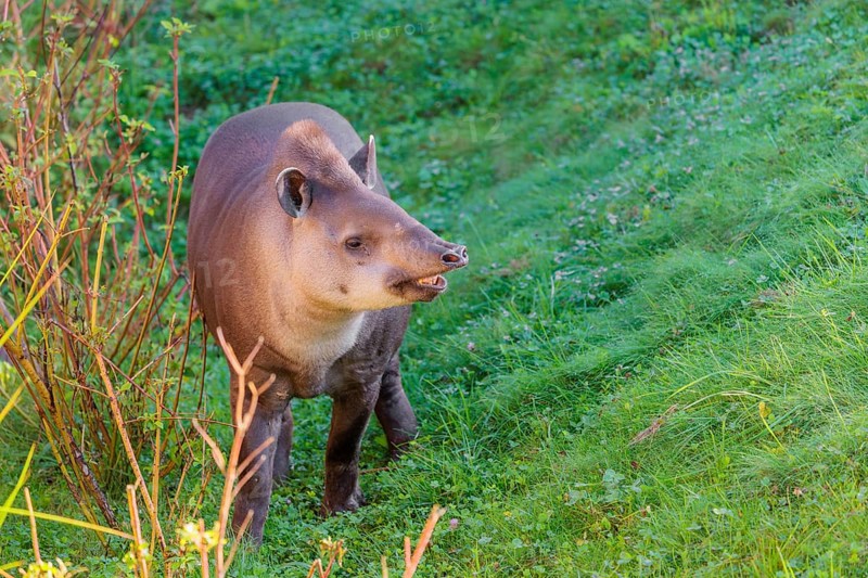 A South American tapir (Tapirus terrestris) runs through the undergrowth at the edge of the forest in search of food. Captive