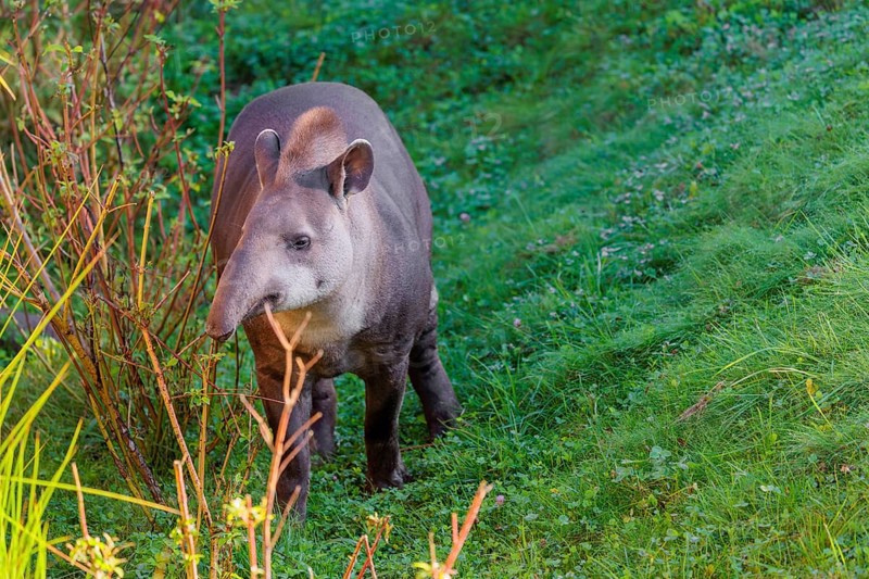 A South American tapir (Tapirus terrestris) runs through the undergrowth at the edge of the forest in search of food. Captive
