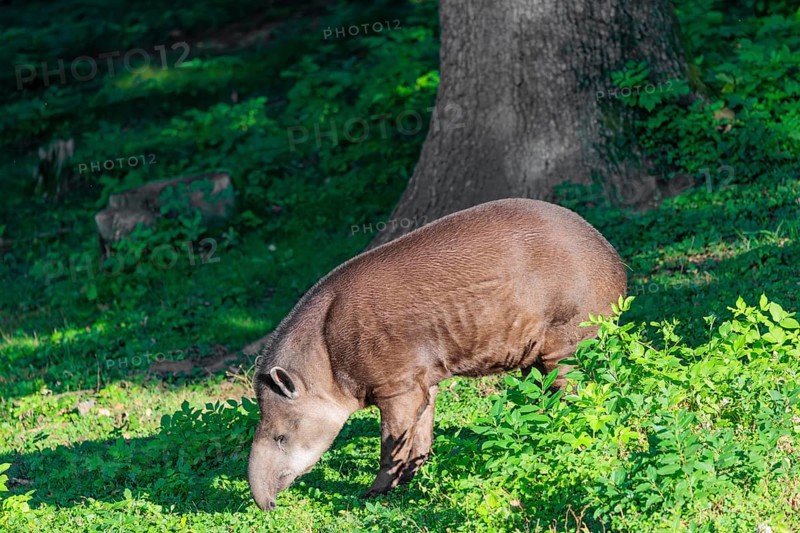 A South American tapir (Tapirus terrestris) runs through the undergrowth at the edge of the forest in search of food. Captive