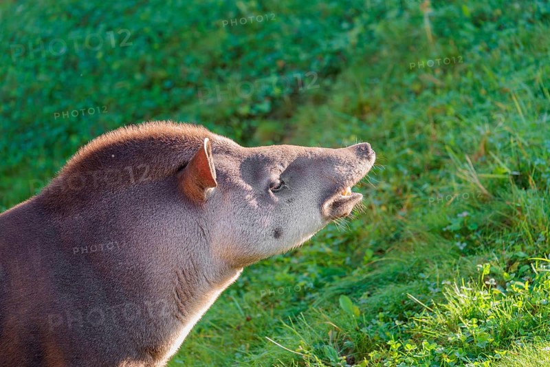 A male South American tapir (Tapirus terrestris) displays flehmen in a clearing. Captive