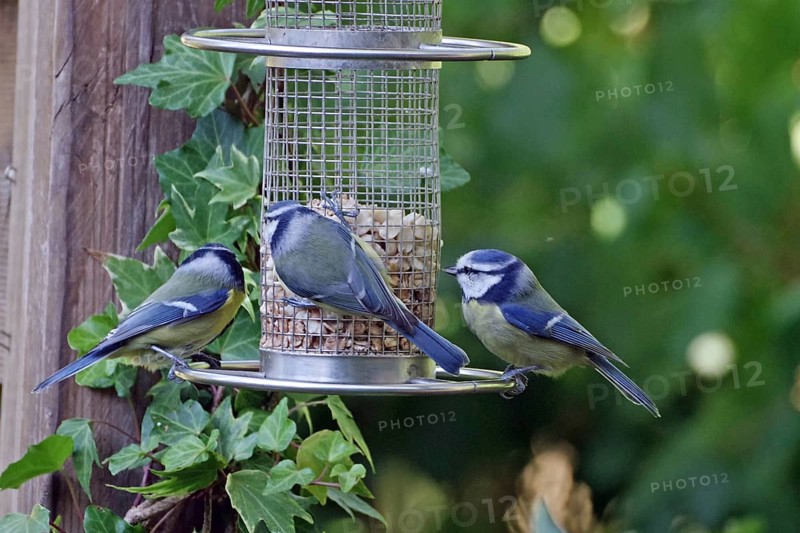 Three great tits at a feeding place in the garden, surrounded by ivy, Braunschweig, Lower Saxony, Germany