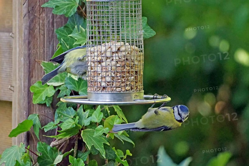 A blue tit hangs out at a feeding place surrounded by ivy in the garden, Braunschweig, Lower Saxony, Germany