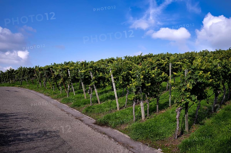 Path, road, through vineyard, vines, vineyards, viticulture, Stuttgart, Baden-Württemberg, Germany