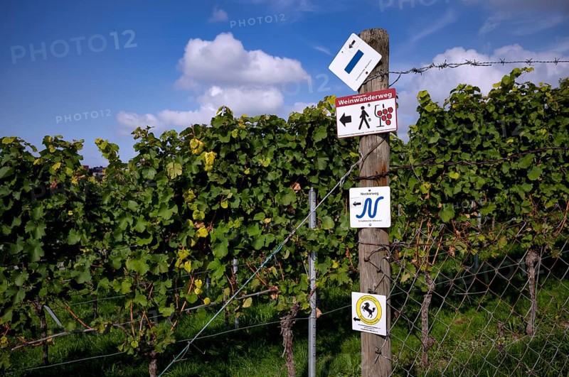 Signposts, hiking trails, wine hiking trail, Neckarweg, vineyard, vines, viticulture, Stuttgart, Baden-Württemberg, Germany