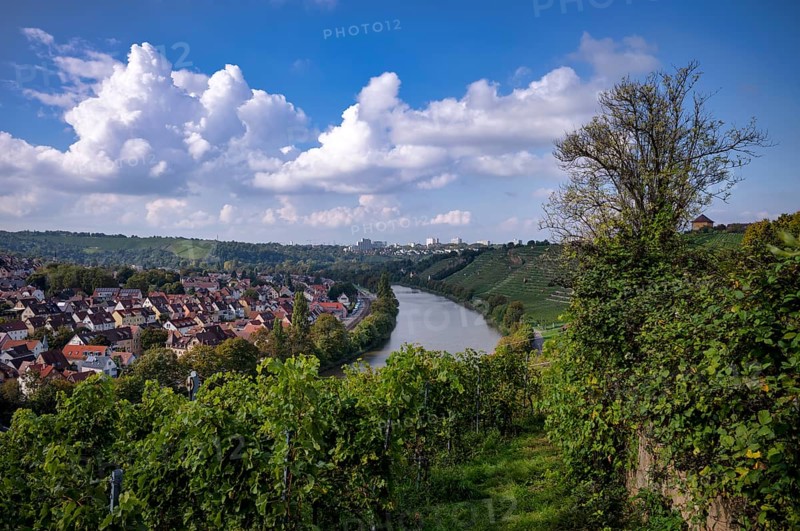 Neckar river loops along vineyard, vines, grapevines, wine growing, district Münster, Freiberg, Stuttgart, Baden-Württemberg, Germany
